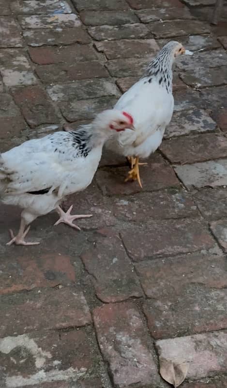 Light Sussex hens for sale 5