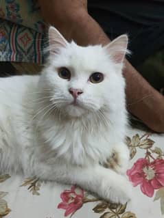 persian male cat triple coat