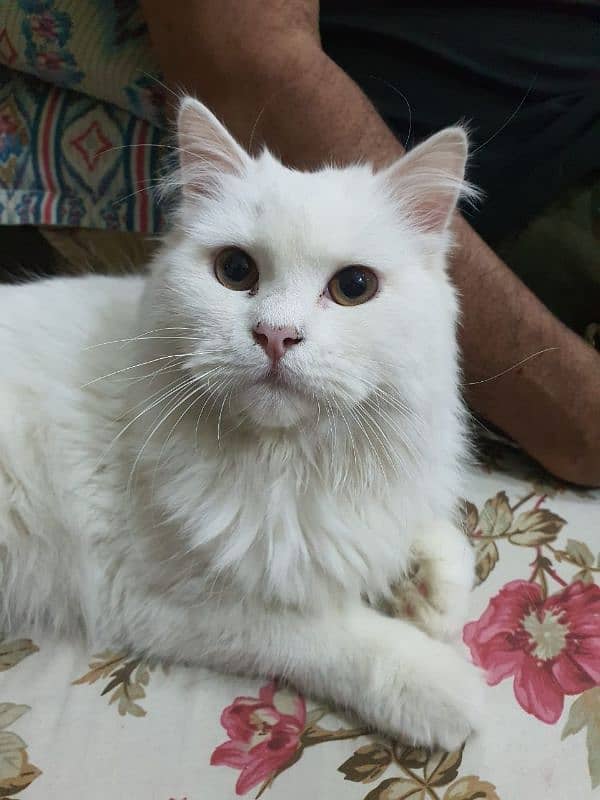 persian male cat triple coat 0