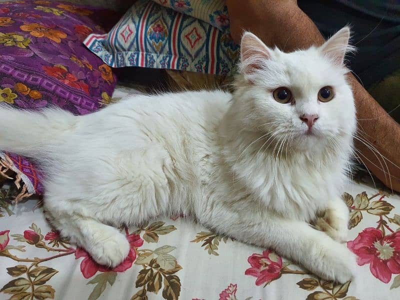 persian male cat triple coat 1