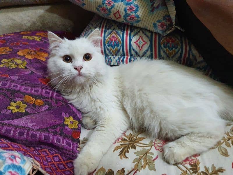 persian male cat triple coat 2