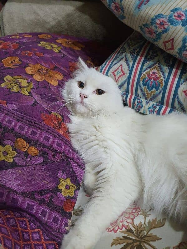 persian male cat triple coat 3