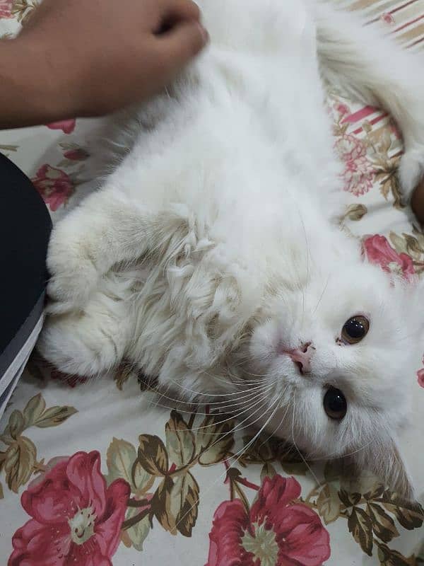 persian male cat triple coat 6