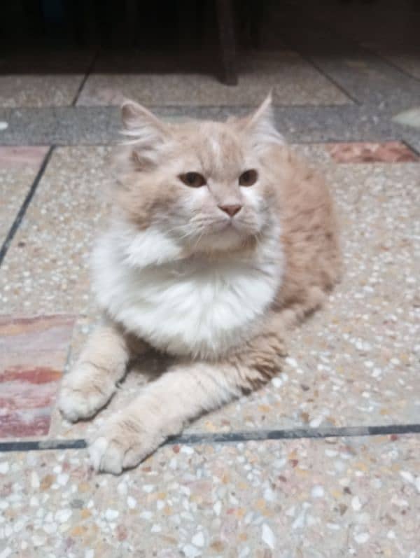 Persian Cat Male 2