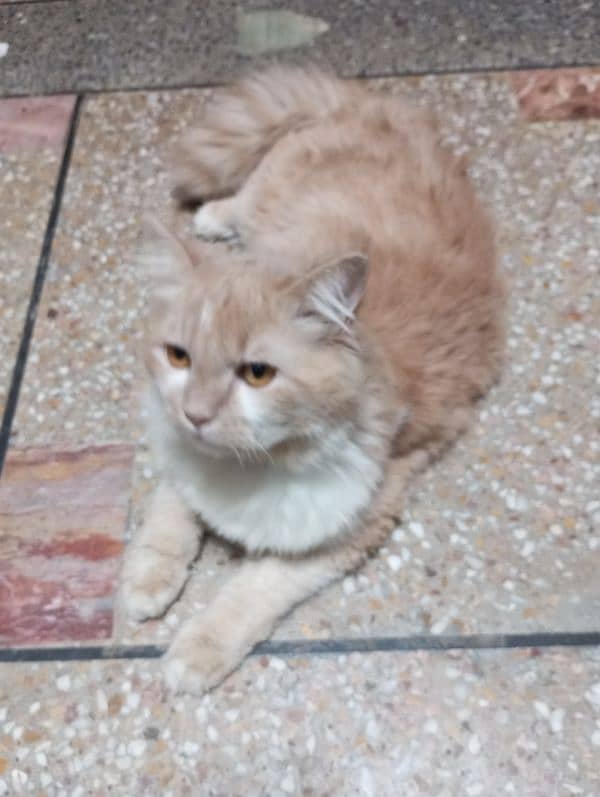 Persian Cat Male 4