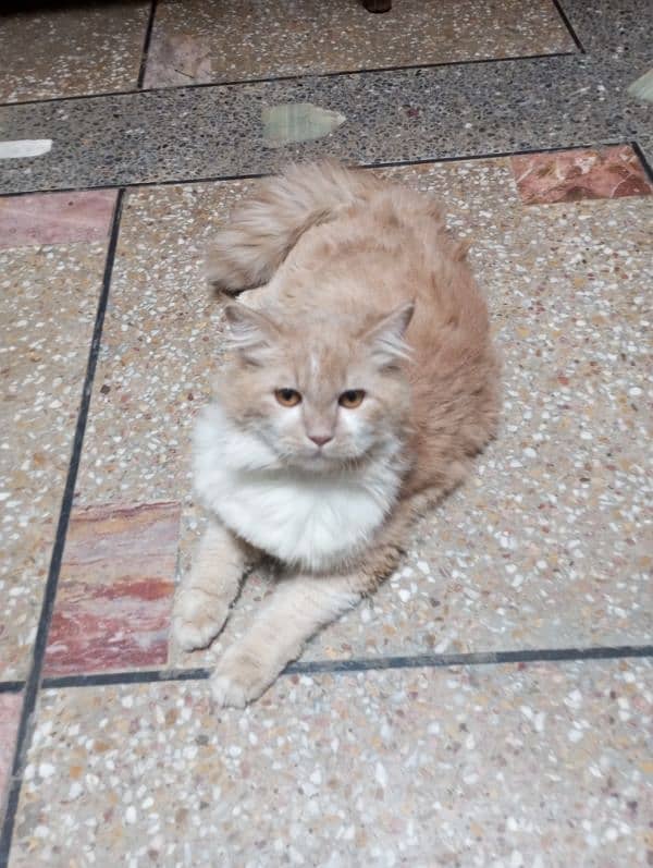 Persian Cat Male 5