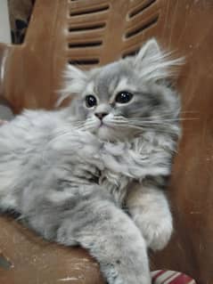 Persian Kittens for sale