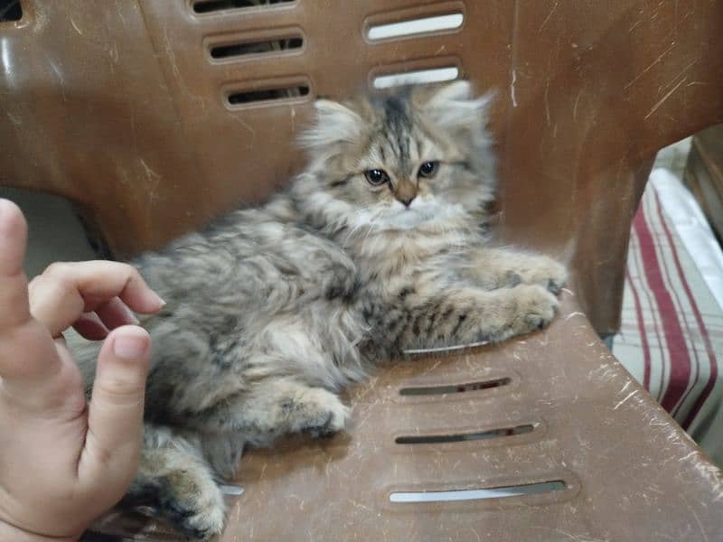 Persian Kittens for sale 2