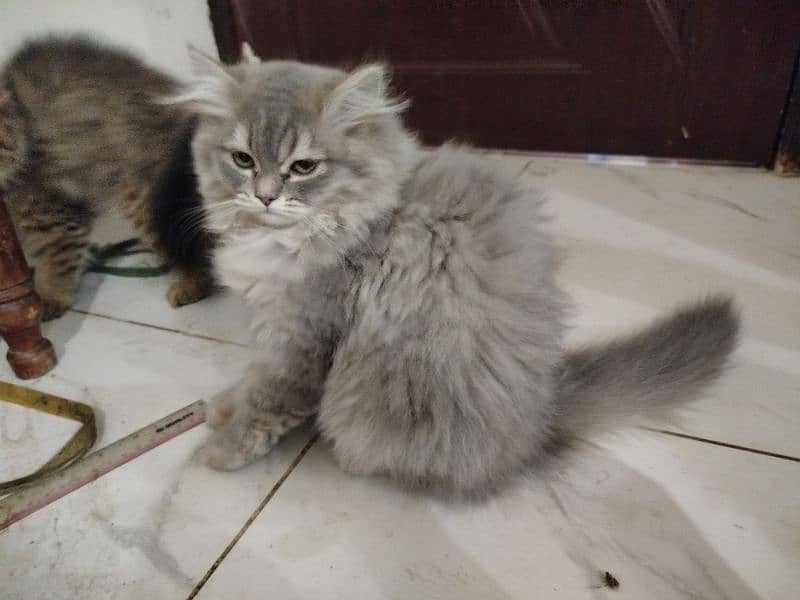 Persian Kittens for sale 3