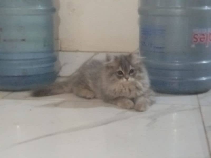 Persian Kittens for sale 4