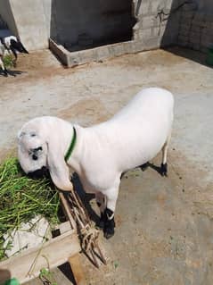 Gulabi Dumba Larkana