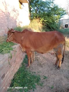 dasi cow