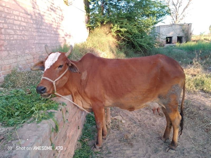 dasi cow 1