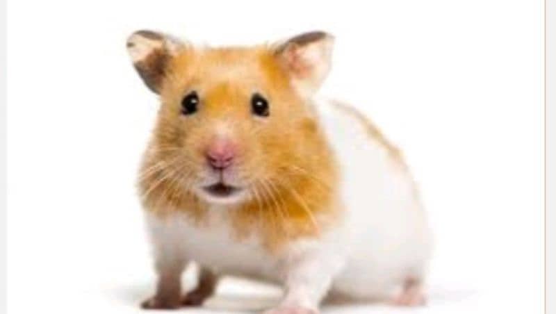 hamsters for sale near badami Bagh lahore 1