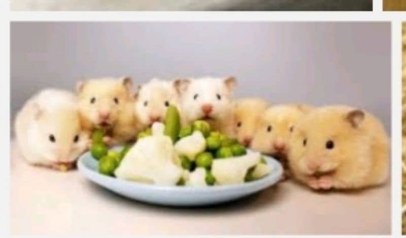 hamsters for sale near badami Bagh lahore 2