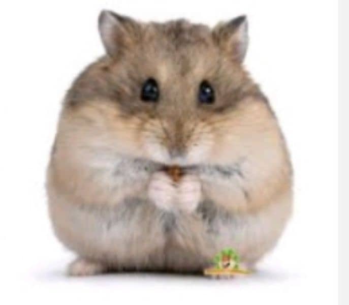 hamsters for sale near badami Bagh lahore 4