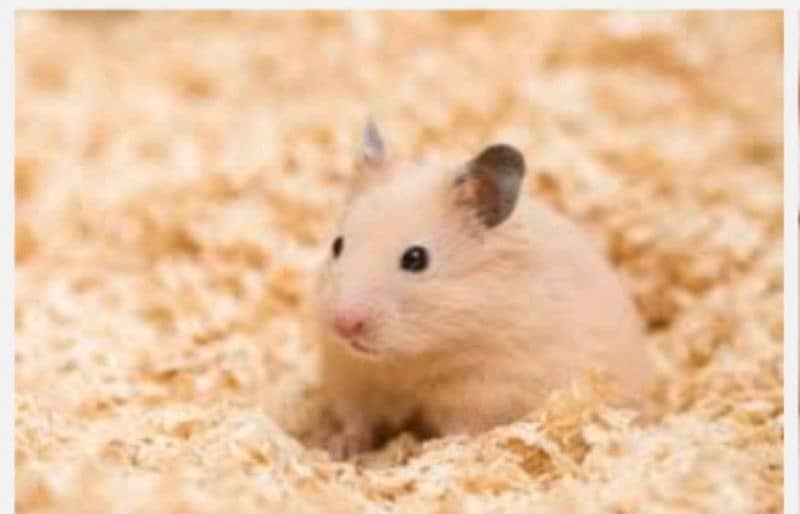 hamsters for sale near badami Bagh lahore 5