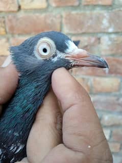 Teddy pigeons in pure bloodline and baby pigeons