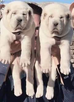 king Alabai Puppies/ Alabai pair For Sale