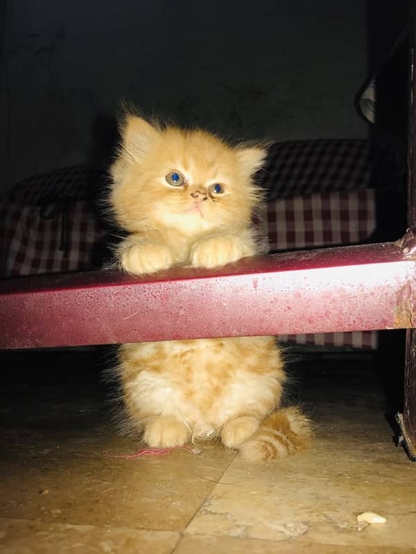 Persion male 50 days old kitten(Eid Gift) 1