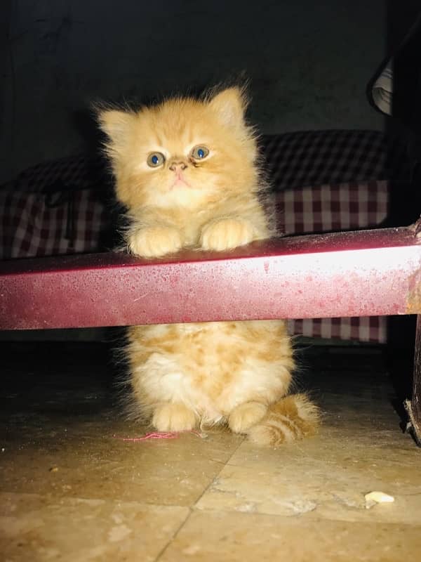 Persion male 50 days old kitten(Eid Gift) 2