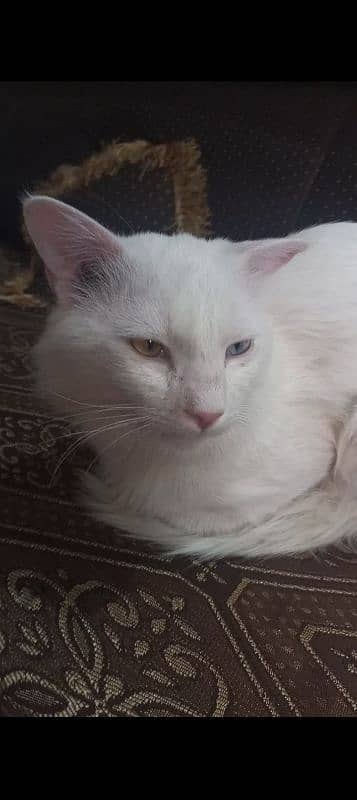 triple coat double eye Persian male 1