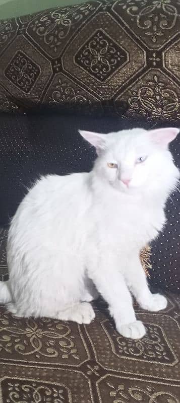 triple coat double eye Persian male 7