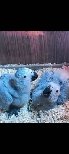 Congo African Grey Parrot Chicks Available