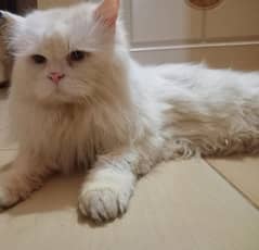 Persian  Male cat