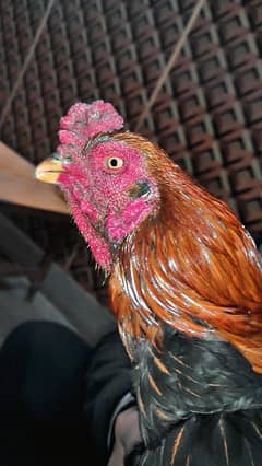 aseel breeder for sale