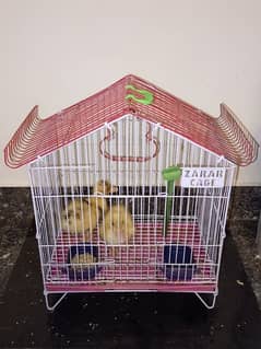 Duckling pair for sale along with cage