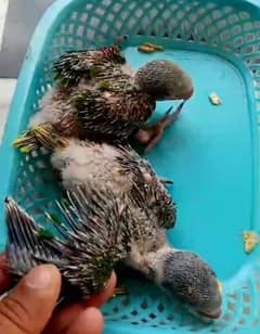 Raw parrots Baby