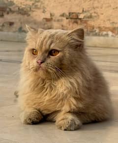 Persian Male Cat 1 Year Age Vaccinated and Healthy