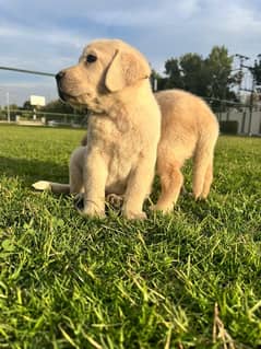 Labrador puppies highly pedigreed microchiped