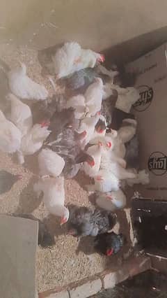 blue black white bantam pair for sale