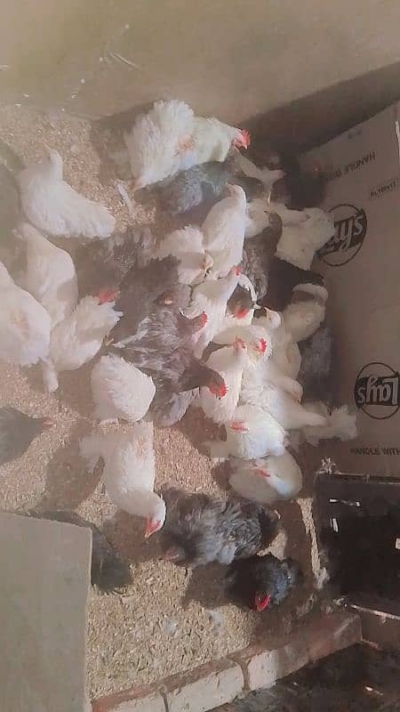 blue black white bantam pair for sale 0