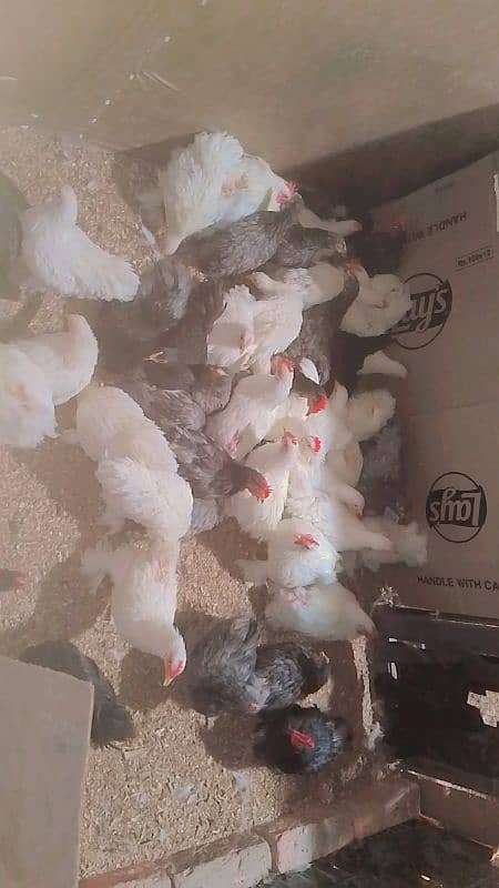 blue black white bantam pair for sale 1