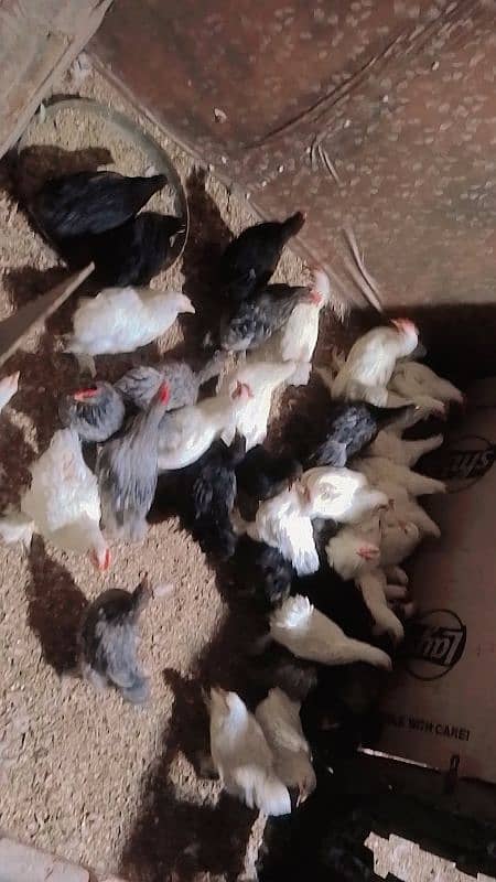 blue black white bantam pair for sale 2