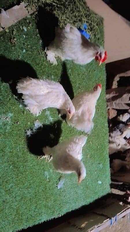 blue black white bantam pair for sale 3