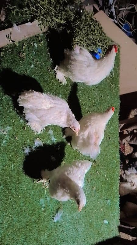 blue black white bantam pair for sale 5