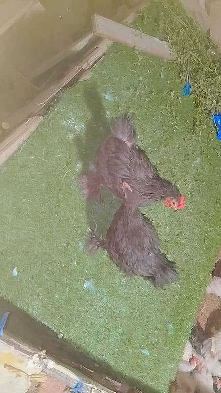 blue black white bantam pair for sale 6