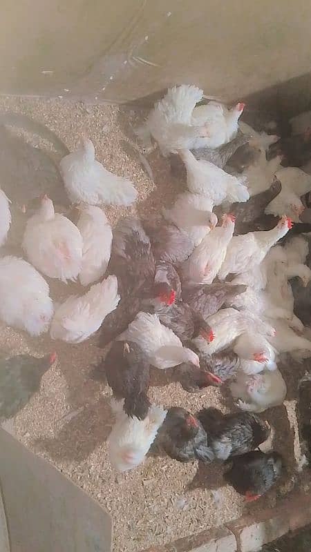 blue black white bantam pair for sale 7