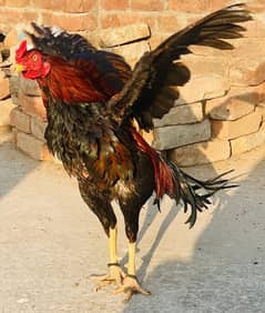 Aseel mianwali murgha high quality,,4pure aseel hens for sale.