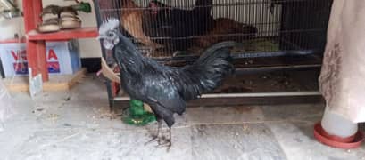 Hen