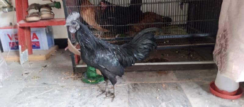 Hen urgent sale 0