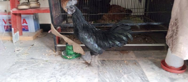 Hen urgent sale 1