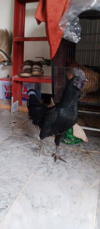 Hen urgent sale 2