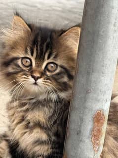 persian cat 3coted very beautiful