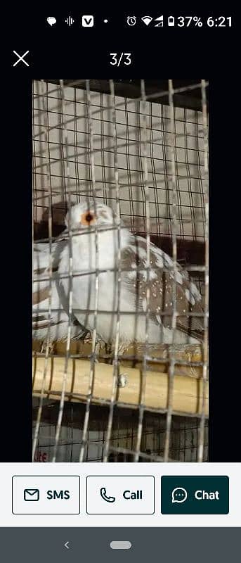 red pied  chicks or   dimnd pied be available 1