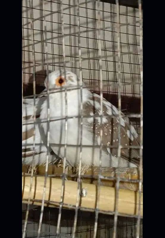 red pied  chicks or   dimnd pied be available 2